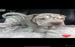 Shar Pei dogs for sale: Shar Pei Puppies  - Image 9