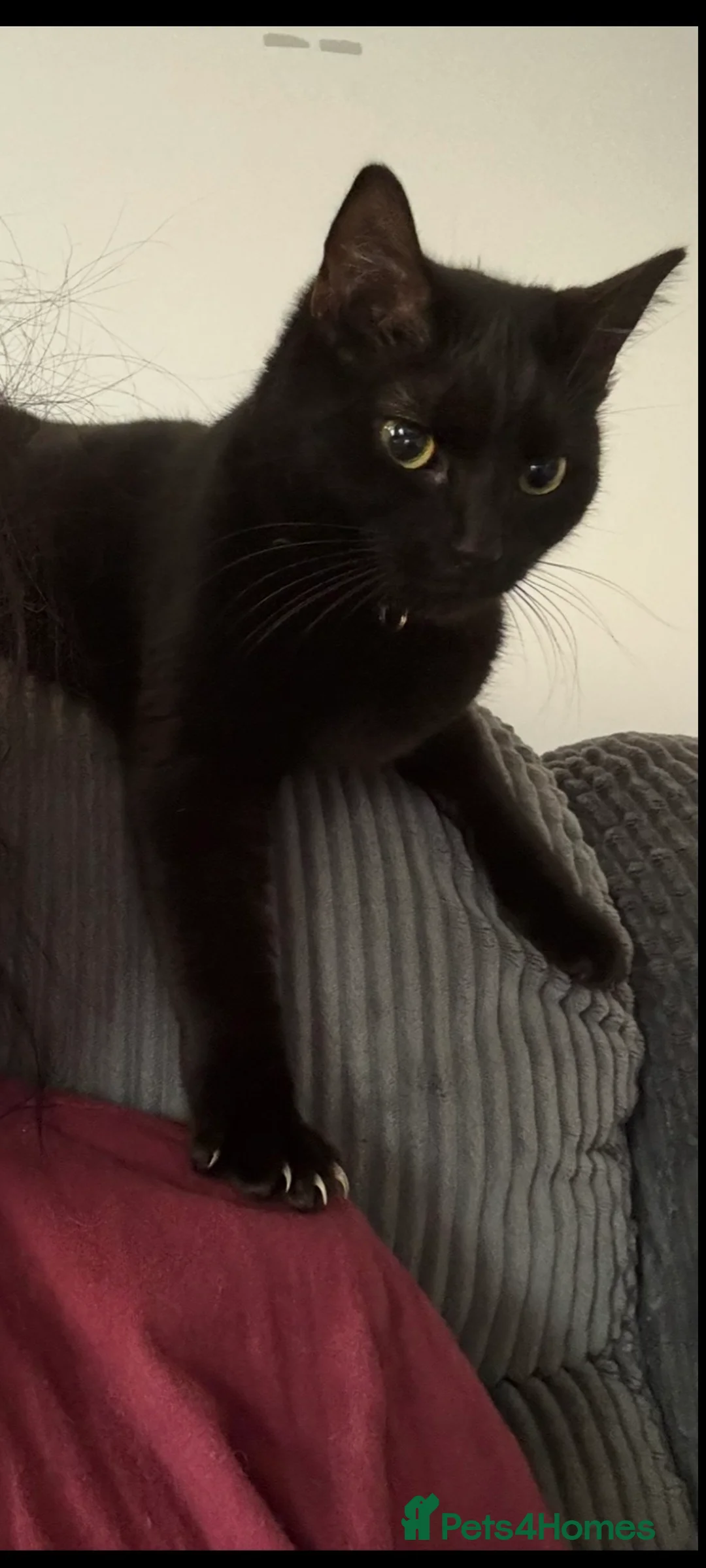 Mixed Breed cats for sale: Two cats age 18 months  - Advert 3