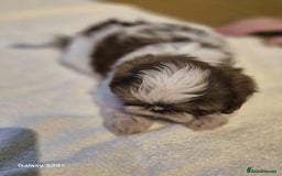 Shih Tzu dogs for sale: Outstanding Imperial Shih Tzu Pups - Image 24