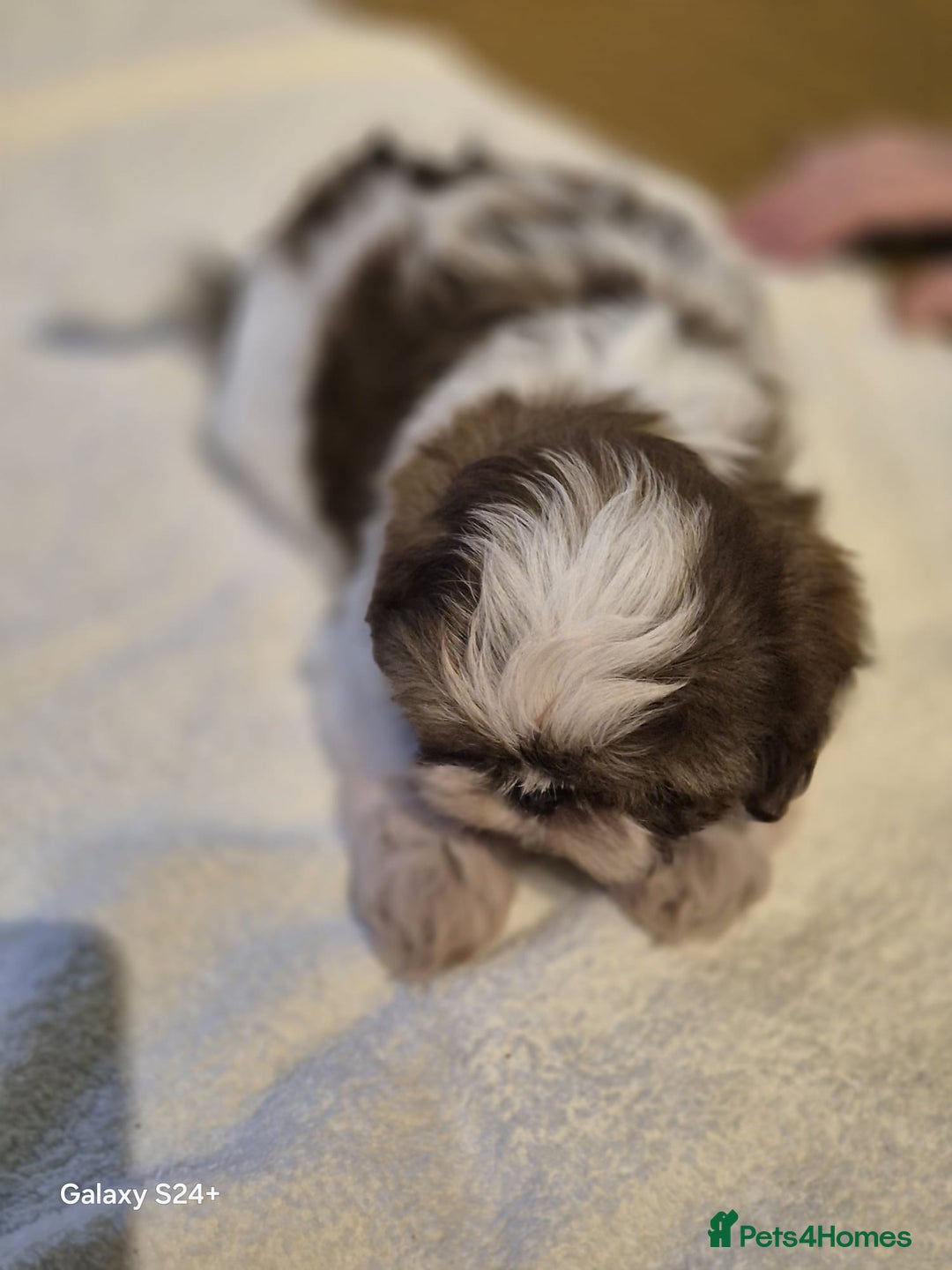 Shih Tzu dogs for sale: Outstanding Imperial Shih Tzu Pups - Image 24