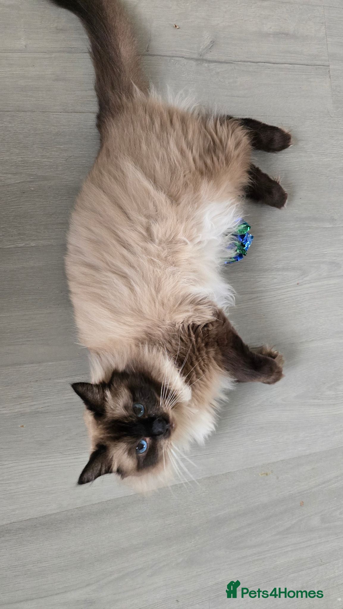 Ragdoll cats Beautiful seal point male  - Advert 4