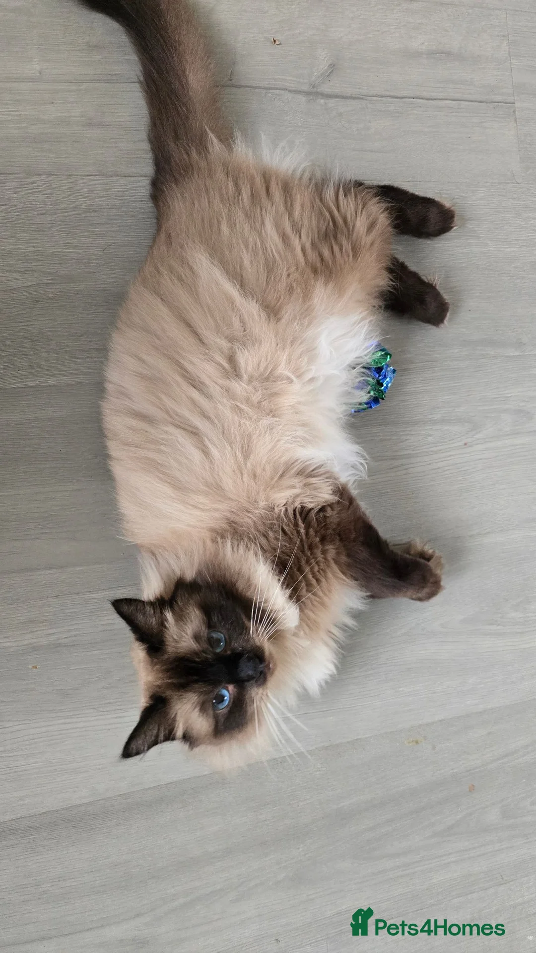 Ragdoll cats for sale: Beautiful seal point male  - Advert 1