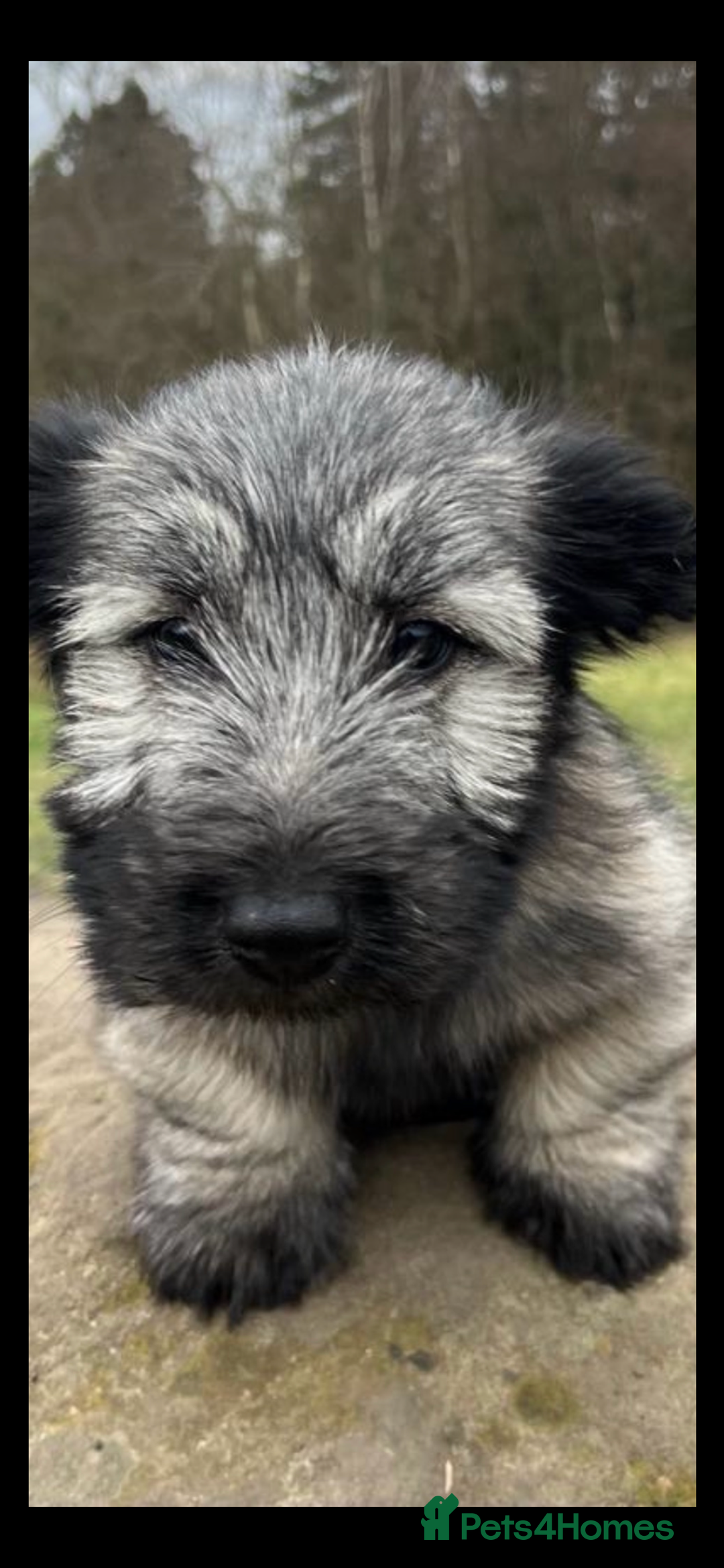 Skye Terrier dogs for sale: Skye Terrier Puppies due-Save this Scottish Breed! - Advert 3
