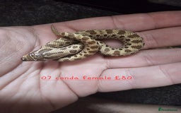 Snake reptiles for sale: Western Hognose Snakes Cb25 - Image 10