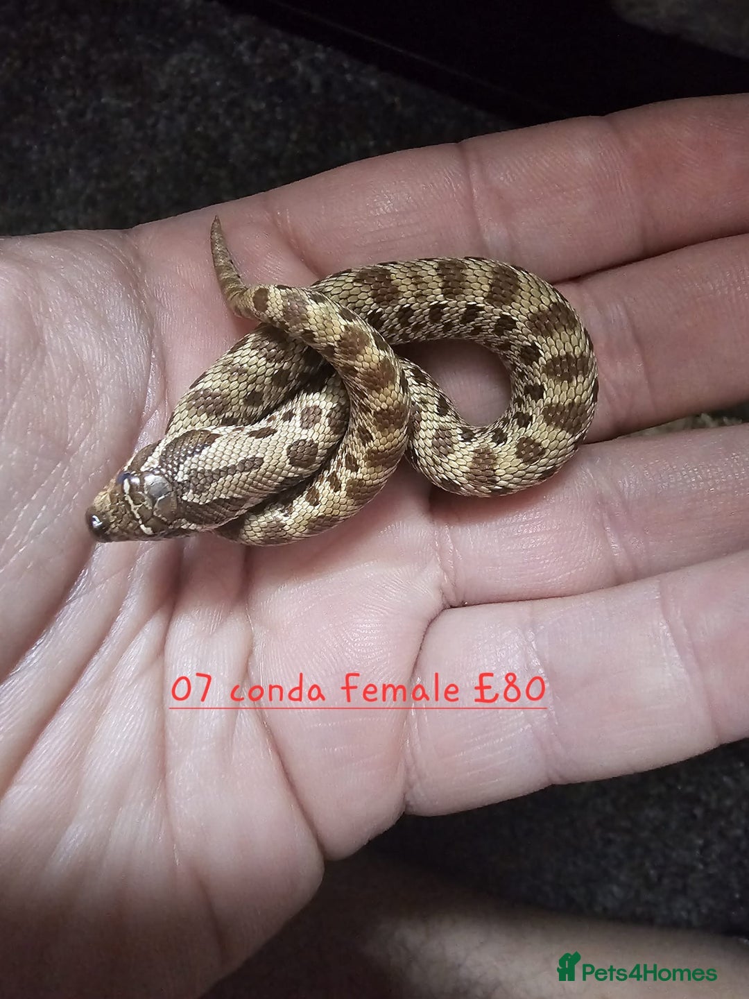 Snake reptiles for sale: Western Hognose Snakes Cb25 - Image 10