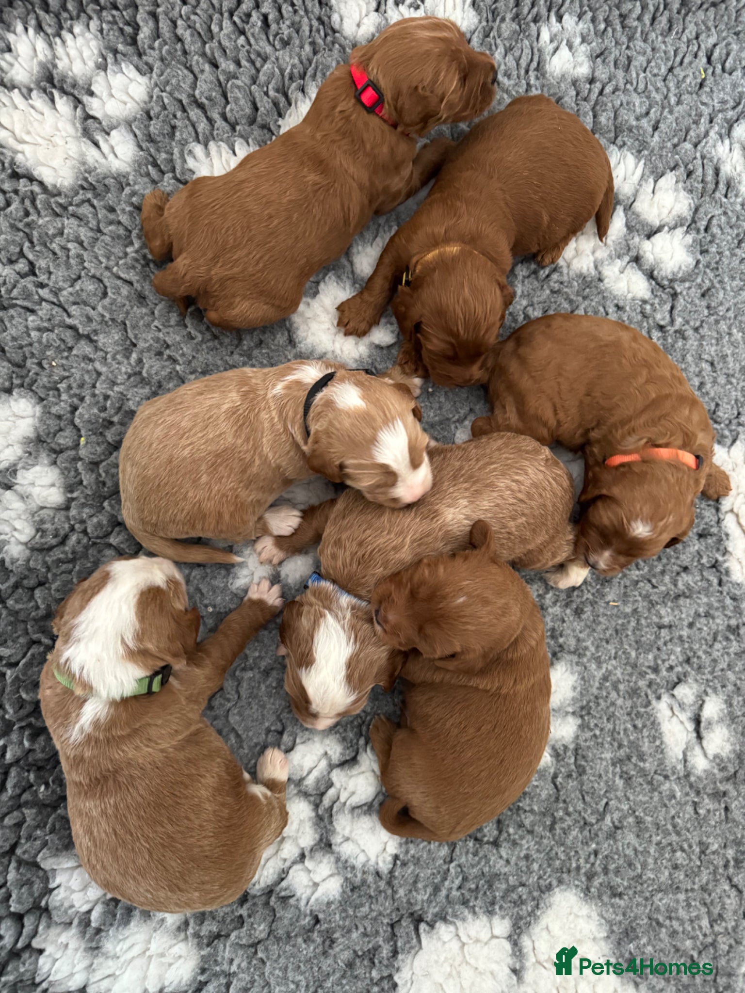 Australian Labradoodle dogs for sale: Gorgeous Tuxedo Marking Australian Labradoodles - Advert 9