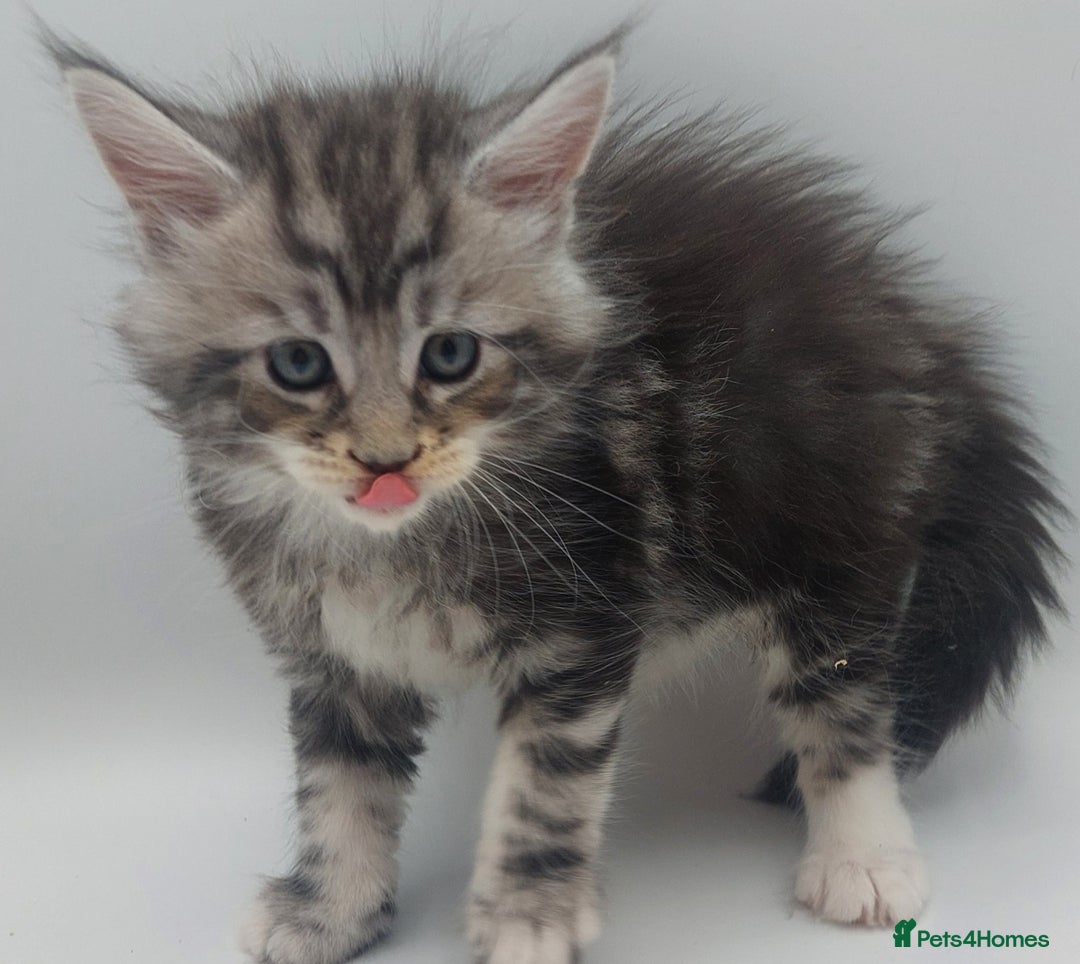 Maine Coon cats for sale: Full pedigree Maine coon  - Image 4
