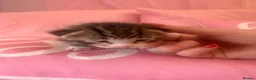 Mixed Breed cats for sale: Six gorgeous tabby kittens for sale! - Advert 5