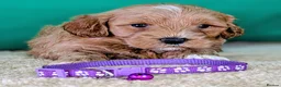 Cavapoochon dogs for sale: Beautiful Cavapoochons - Advert 16