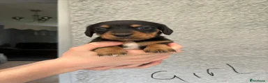 Miniature Dachshund 8