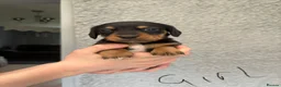 Miniature Dachshund dogs for sale: Miniature Dachshund - Advert 4