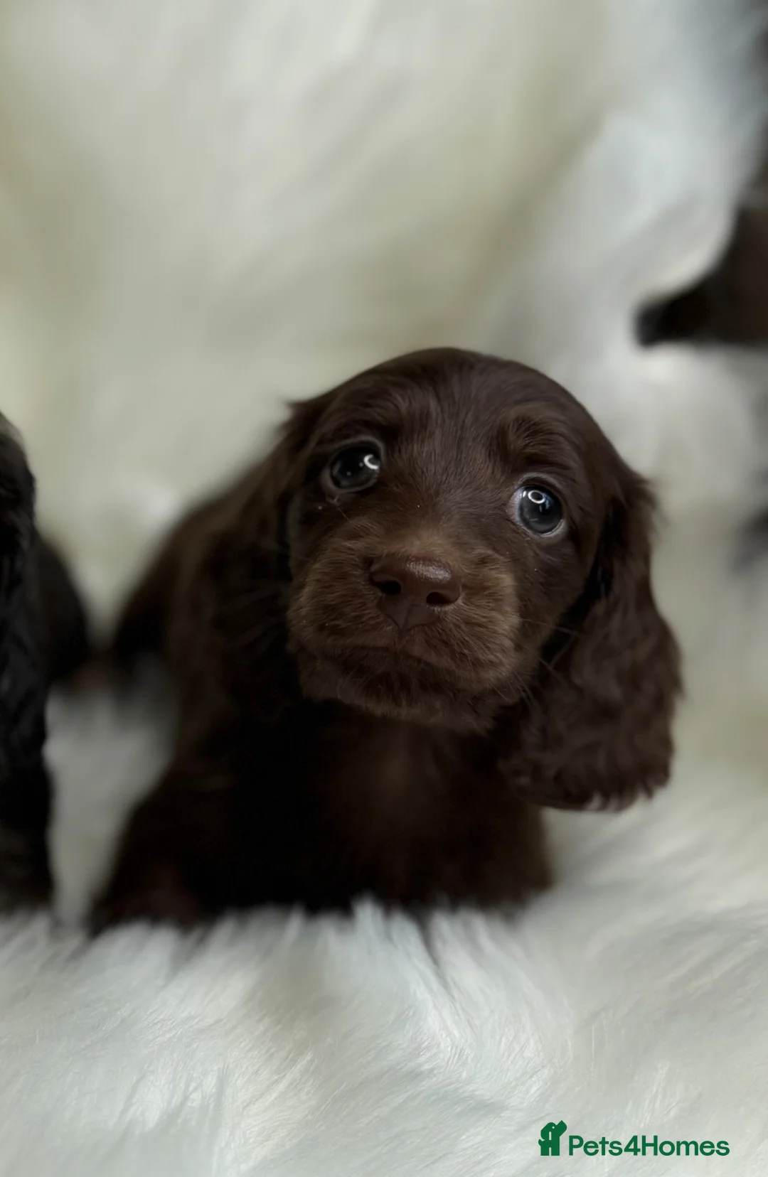 Miniature Dachshund dogs for sale: KC Registered Miniature Dachshunds at Westfena  - Advert 1
