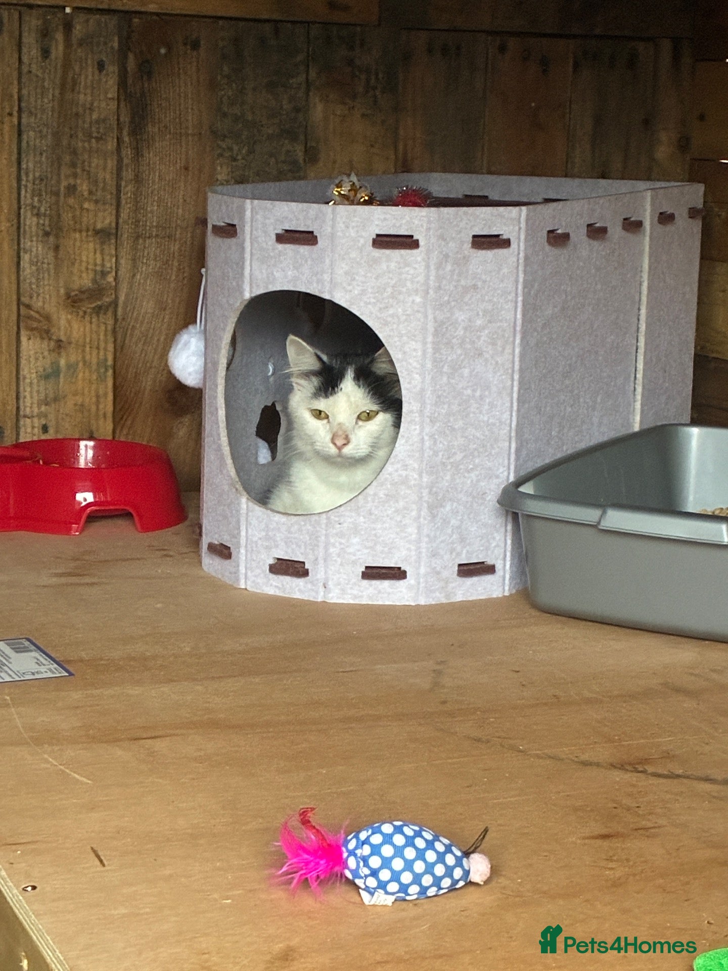 Mixed Breed cats Mixed breed kittens  - Advert 3
