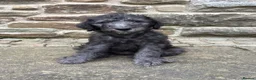 Bedlington Terrier dogs for sale: Bedlington puppies in Burnley - Advert 4