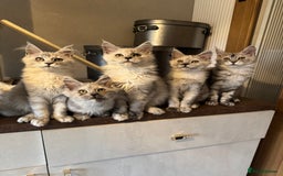 Maine Coon cats for sale: Stunning Maine Coon girls  - Image 4
