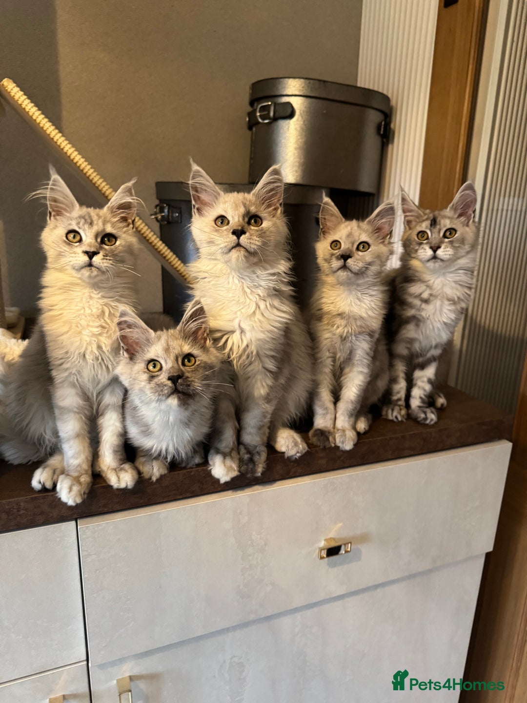 Maine Coon cats for sale: Stunning Maine Coon girls  - Image 4