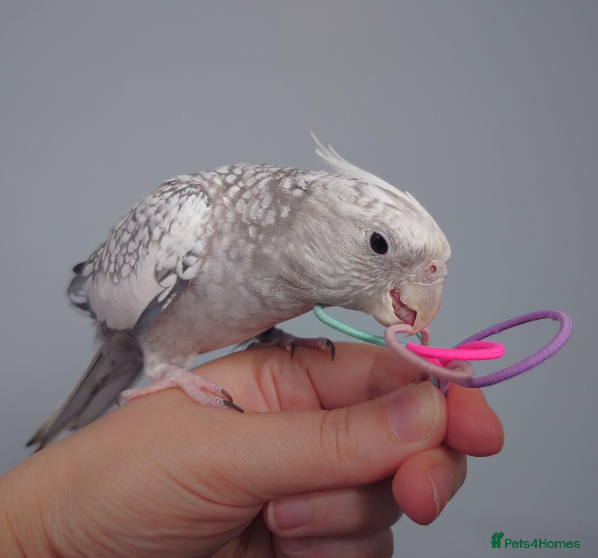 Cockatiels birds Hand reread hand tame female cockatiel  - Advert 1