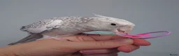 Cockatiels birds for sale: Hand reread hand tame female cockatiel  - Advert 1