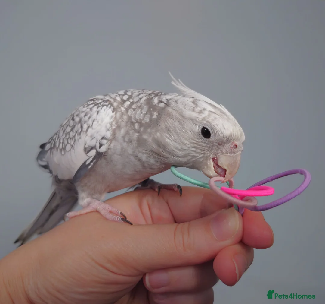 Cockatiels birds for sale: Hand reread hand tame female cockatiel  - Advert 1