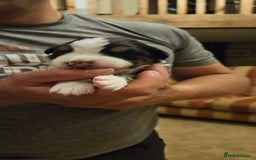 Australian Shepherd dogs for sale: Australian Shepherd Litter  - Image 6