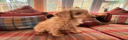 Labradoodle dogs for sale: extensively health clear F1b TOY labradoodle pup🐶 - Advert 5