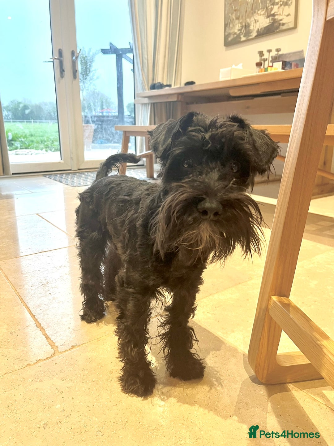 Miniature Schnauzer dogs for stud: Beautiful Black Mini Schnauzer proven stud - Image 1