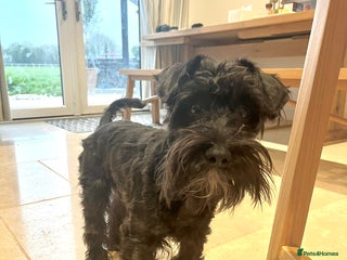 Miniature Schnauzer dogs - Advert 8