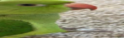 Ringnecks birds for sale: Miss  - Advert 4