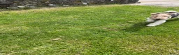 Fox Terrier dogs for sale: KC Registered Wire Fox Terrier 9 months old - Advert 3