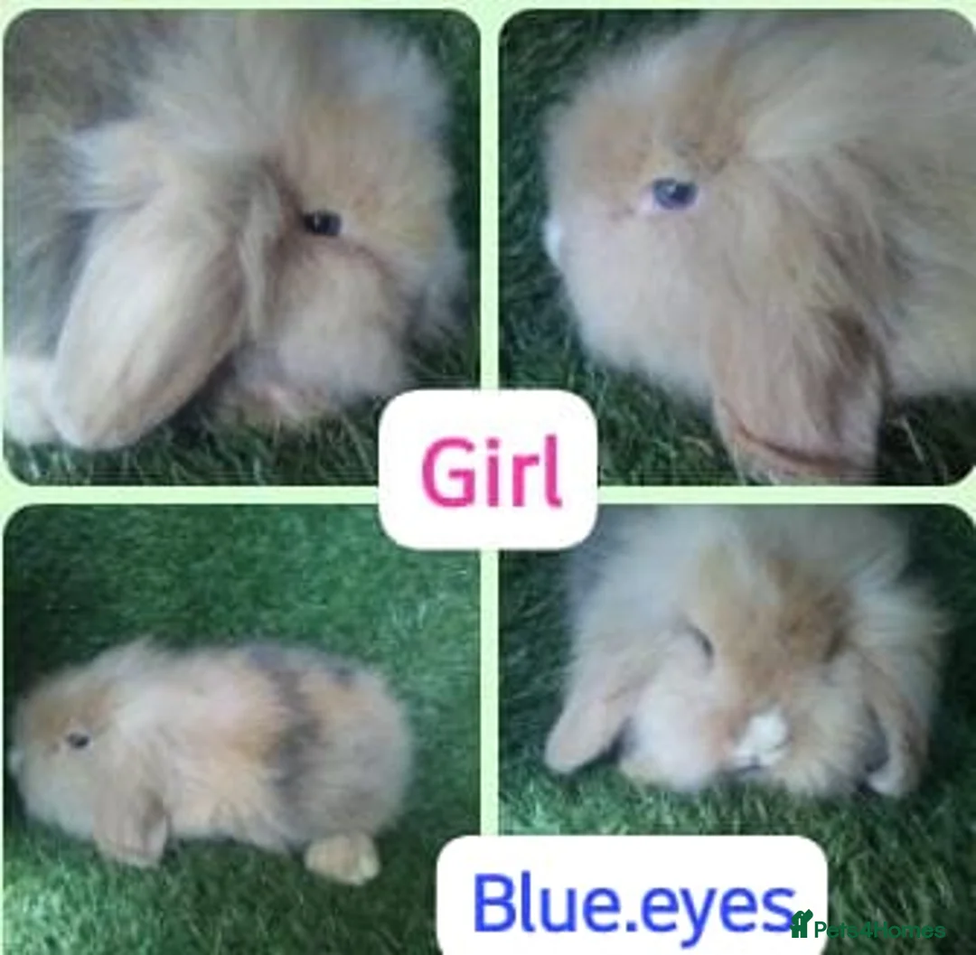 Lionhead rabbits for sale: Mini double fluffy lionhead baby rabbits - Advert 6