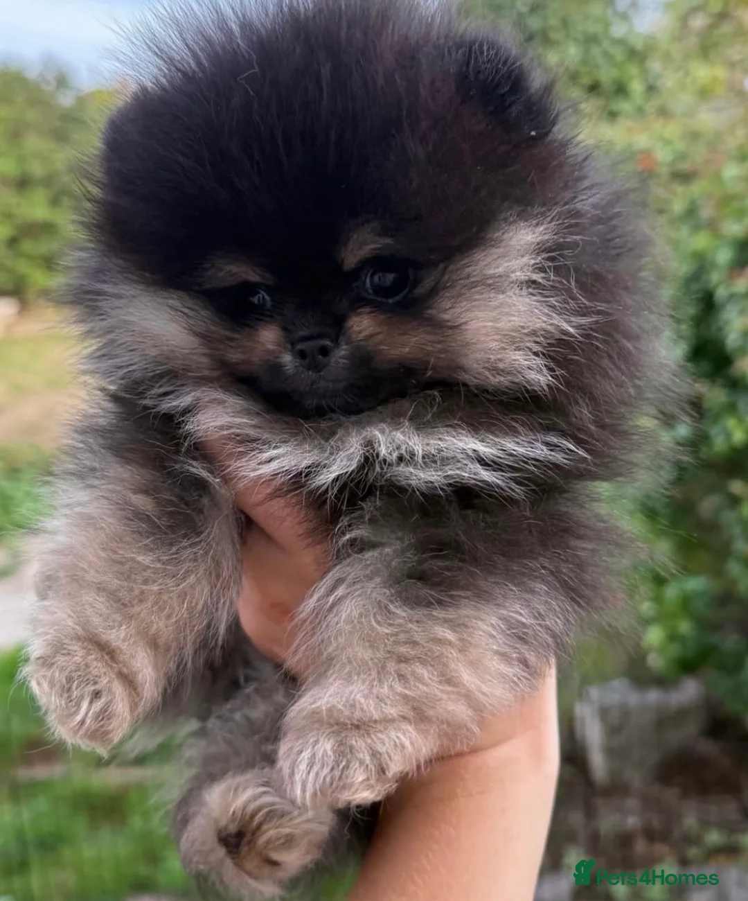 Pomeranian dogs for stud: THE BEST QUALITY MERLE TEDDY FACED POM STUD - Advert 10