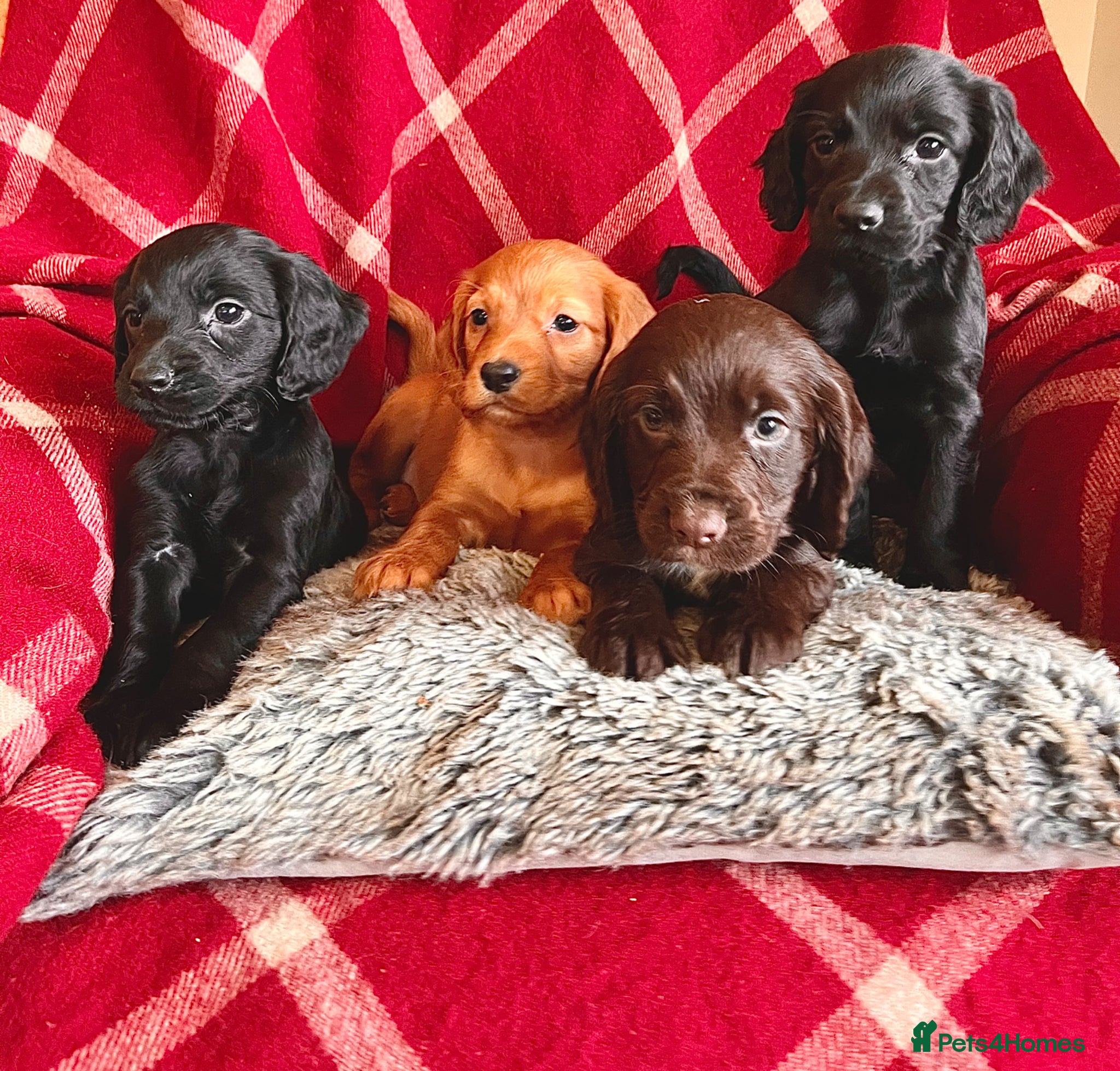 Cocker Spaniel dogs KC Beautiful Cocker Spaniel Pups (working type)  - Advert 1