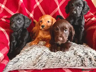 Cocker Spaniel dogs for sale: KC Beautiful Cocker Spaniel Pups (working type) - Advert 1