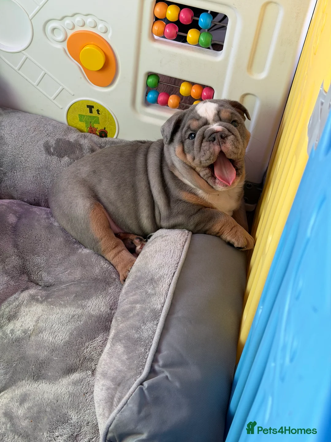 English Bulldog dogs for sale: KC registered English bulldog puppies  - Advert 3