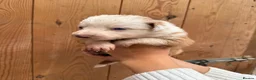 Mixed Breed dogs for sale: Collie puppies for sale  - Advert 19