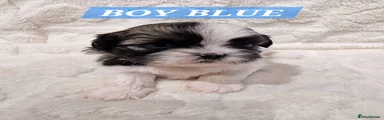Shih Tzu 1