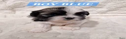 Shih Tzu dogs for sale: Gorgeous Shih Tzu Puppies – Ready at 8 Weeks - Advert 4