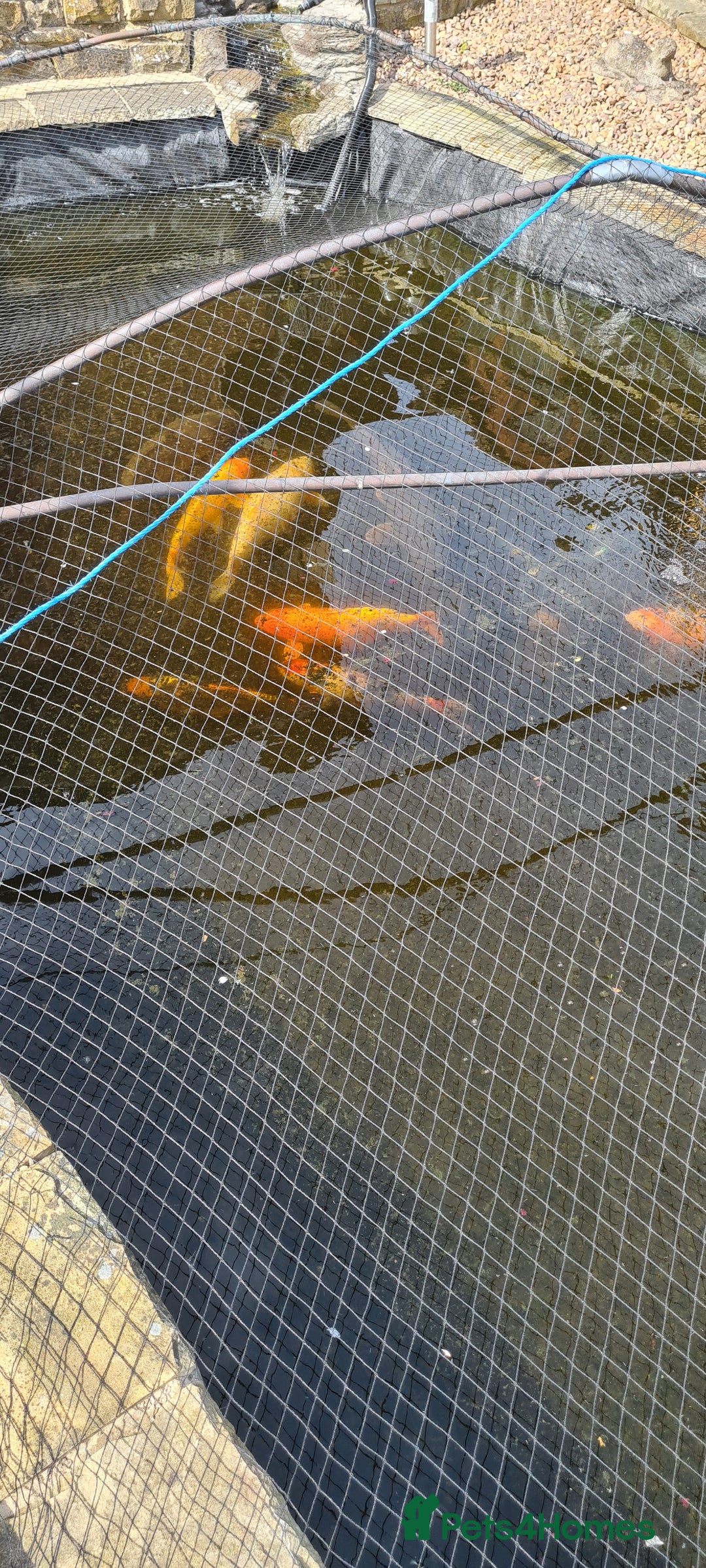 Koi Carp fish for sale: 8 x Koi Crap for Sale  - Image 12