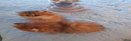 Persian cats for sale: Golden Persian Kittens for sale  - Advert 2