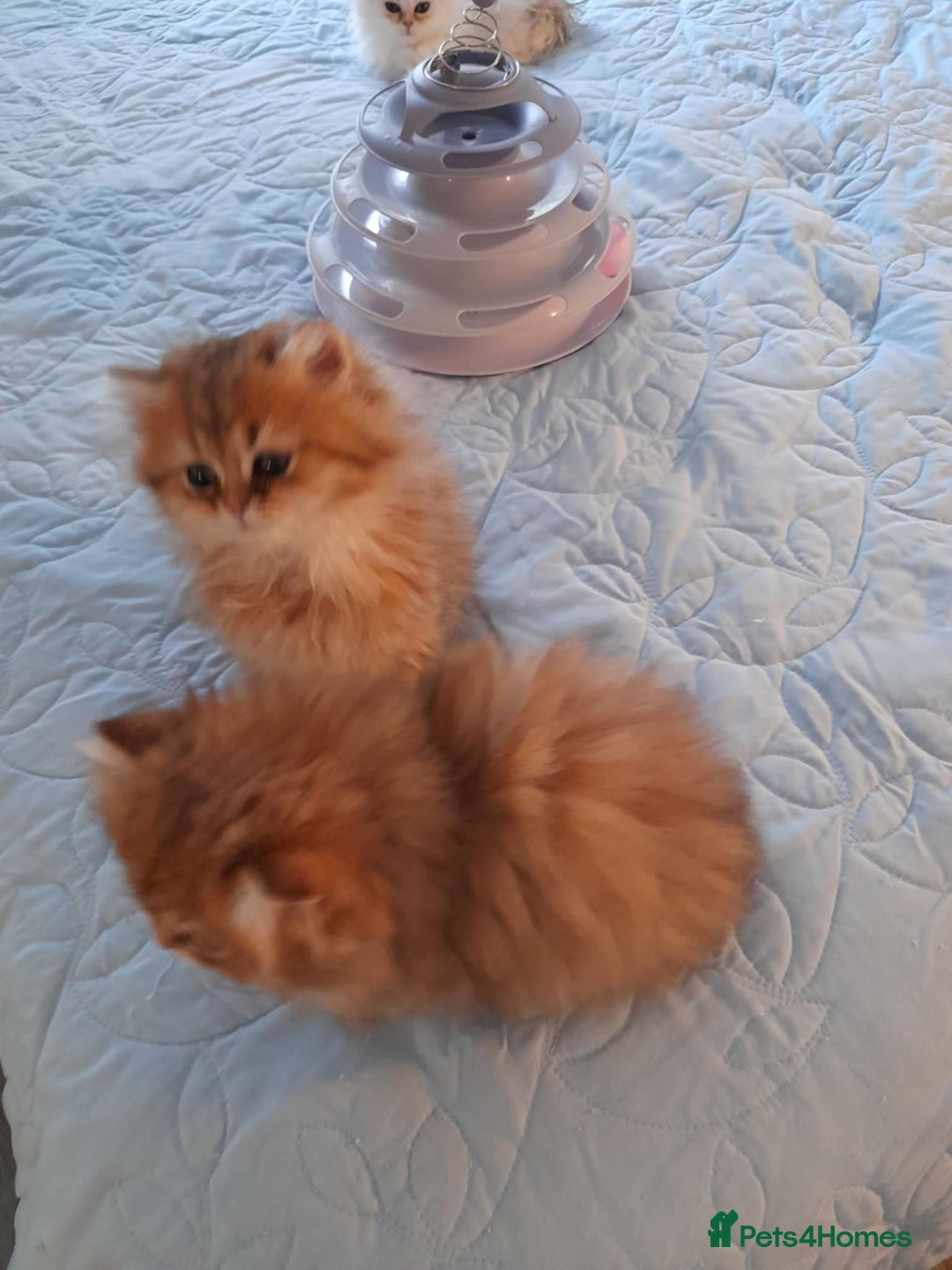 Persian cats for sale: Golden Persian Kittens for sale  - Advert 2