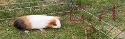 Guinea Pig rodents for sale: Beautiful guinea pigs for sale - Advert 8