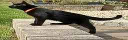 British Shorthair cats for sale: Cute 12 Week Old Female Kitten Looking For A Home - Advert 1