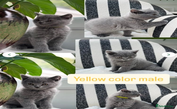 British Shorthair cats - Advert 6
