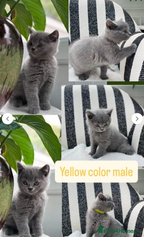 British Shorthair cats - Advert 4