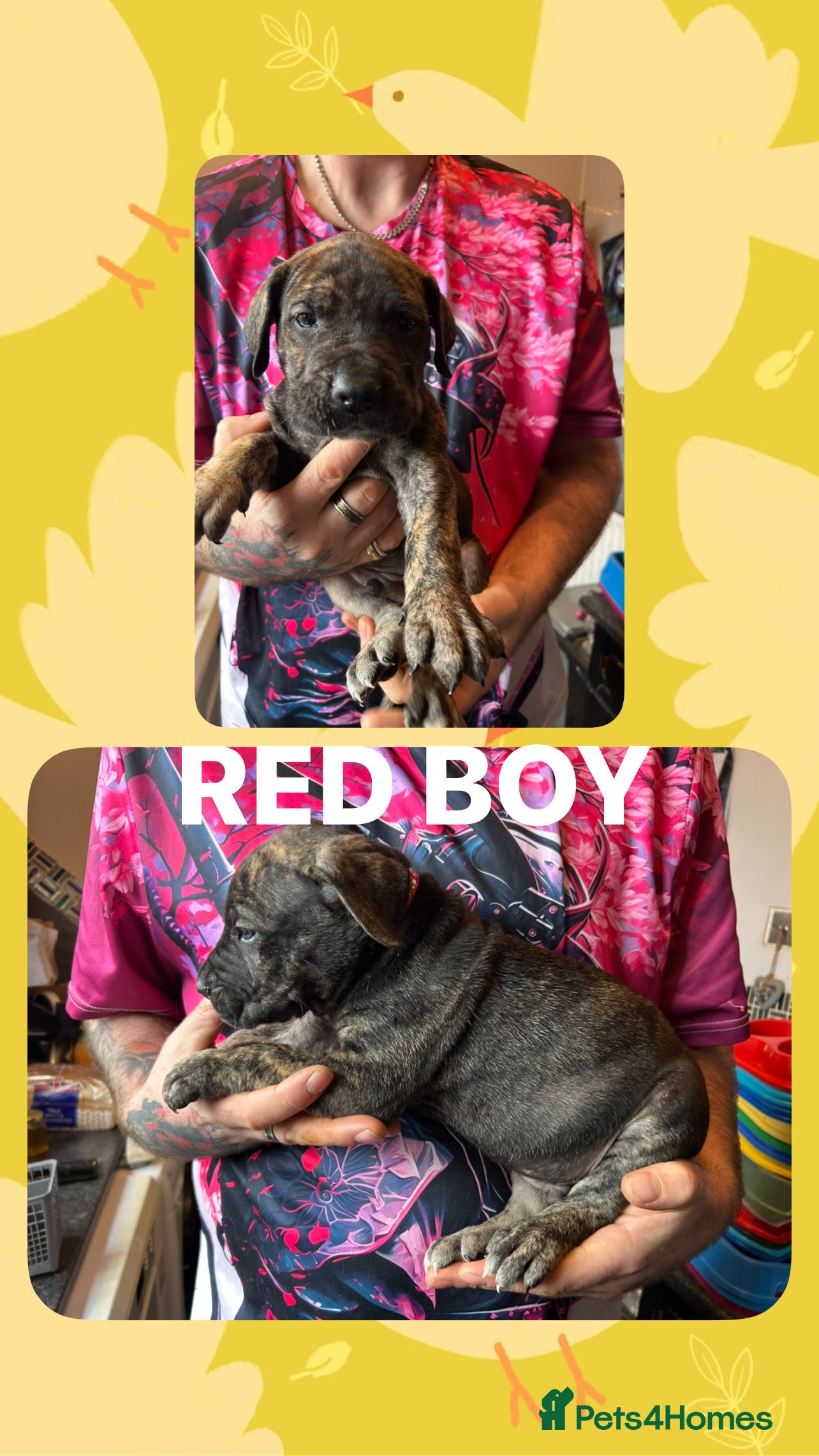 Mixed Breed dogs 3 Boys Left Daniff puppies. Great Dane/Mastiff - Advert 1