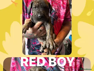 Mixed Breed dogs 3 Boys Left Daniff puppies. Great Dane/Mastiff - Advert 1