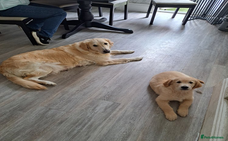 Golden Retriever dogs - Advert 3