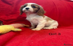 Cavalier King Charles Spaniel dogs for sale: Gorgeous Cavalier King Charles Spaniel puppies - Advert 11