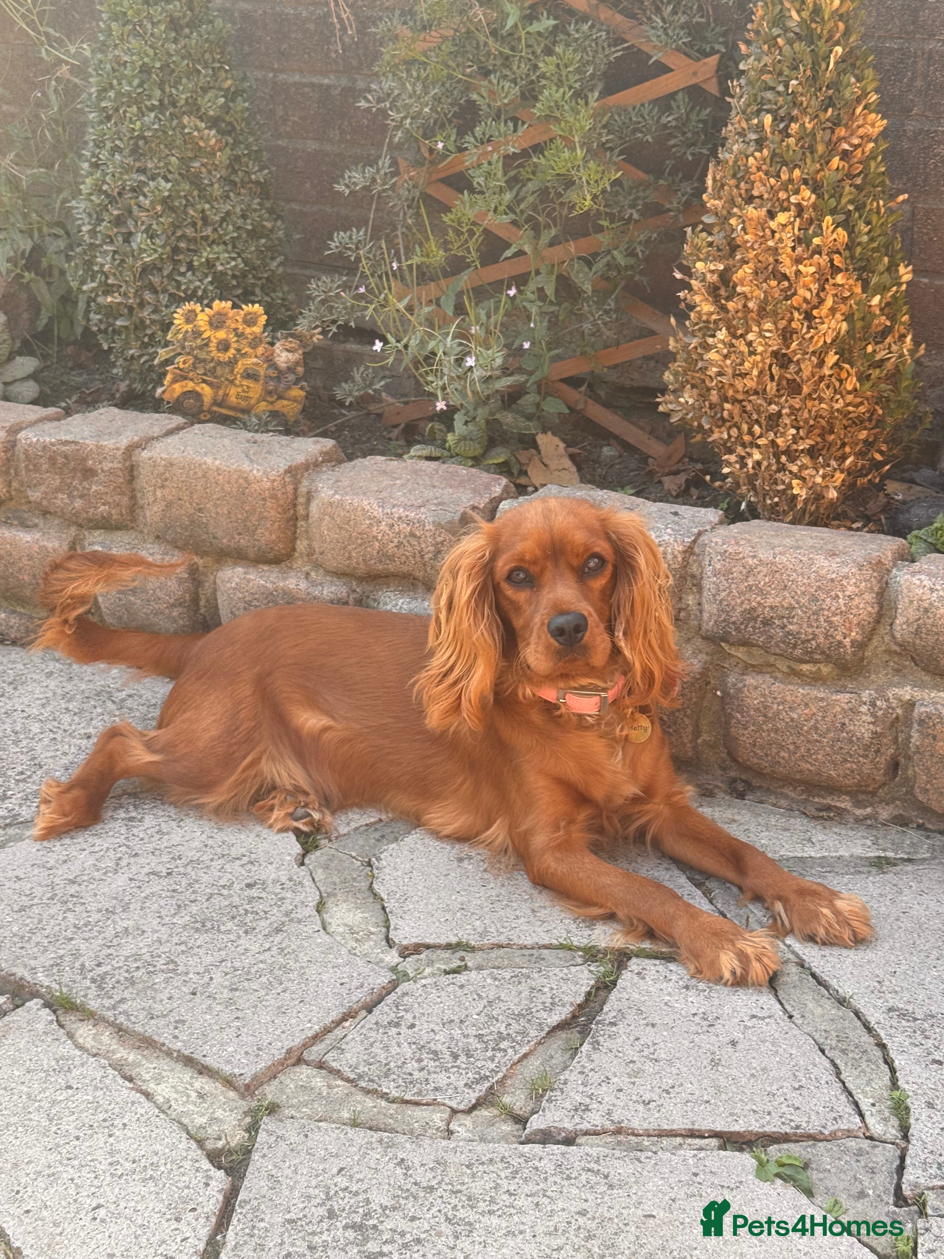 Cavalier King Charles Spaniel dogs Female KC Cavallier - Advert 13