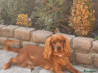 Cavalier King Charles Spaniel dogs Female KC Cavallier - Advert 13